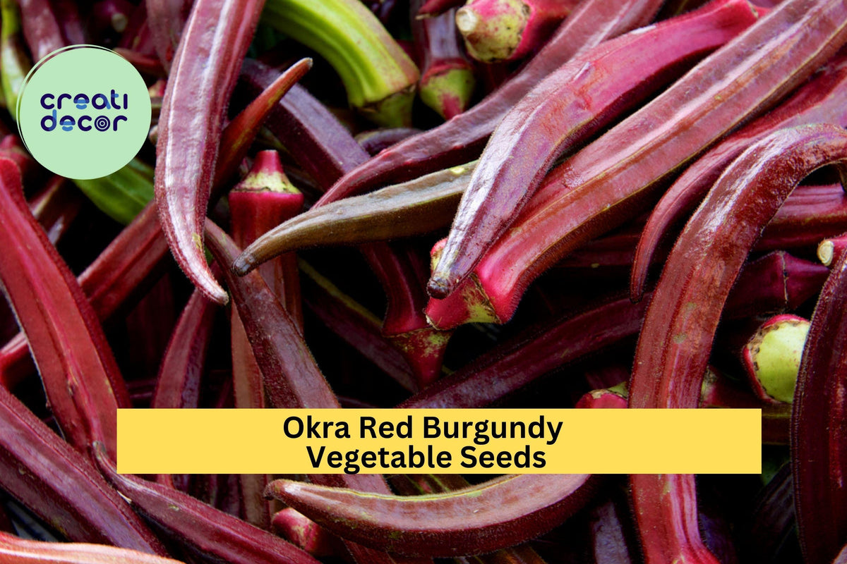 Red Burgundy Okra Seeds - 3pcs of 1g Heirloom Seeds for Garden & Cooking - Abelmoschus esculentus - Colorful Red Pods