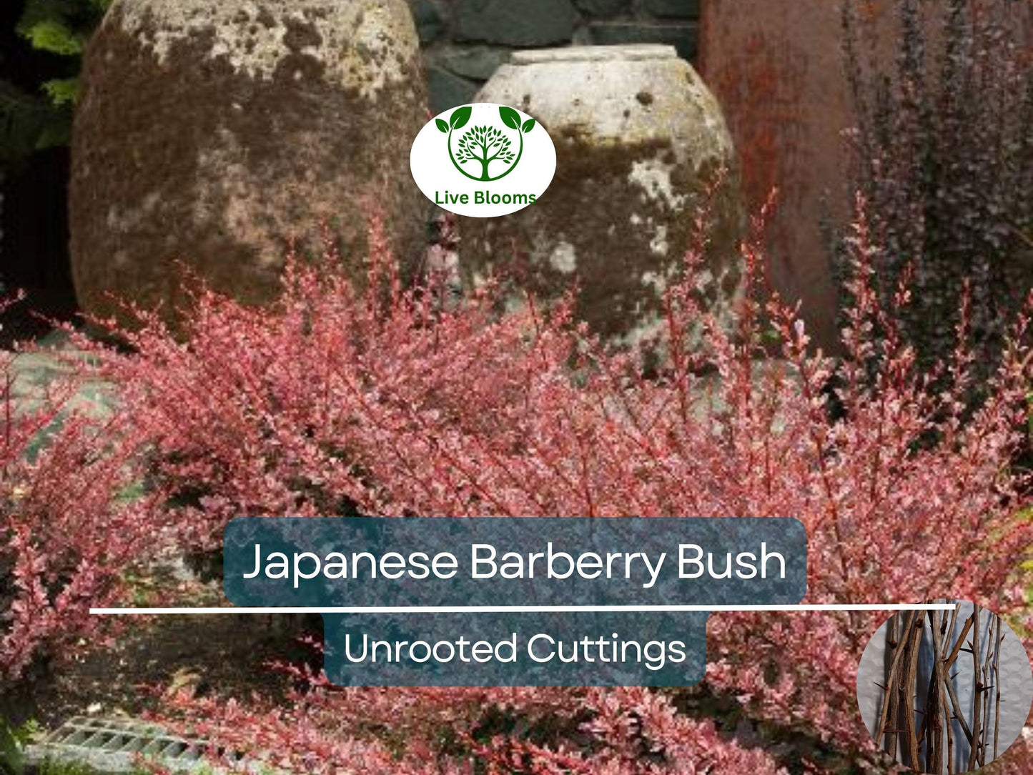 6 Japanese Barberry Bush Cuttings - Organic Berberis Thunbergii, Edible Berries, Hardy & Easy to Grow Shrubs