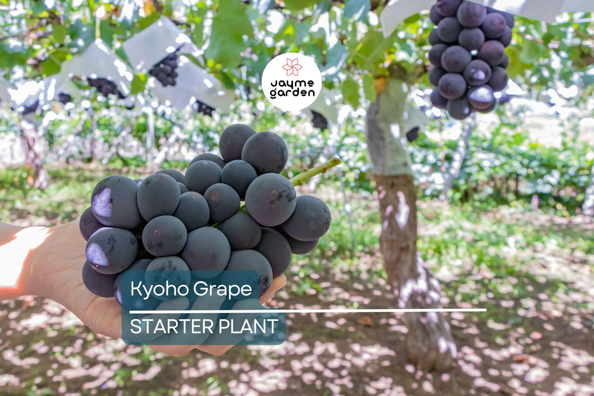 Kyoho Grape Seedling | 8” Live Starter Plant | Sweet Purple Grapes | Vitis vinifera 'Kyoho' | Low-Maintenance Vine for Gardens