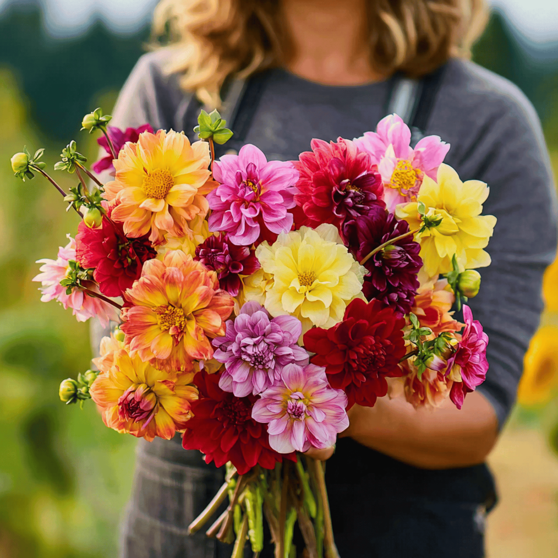 Early Bird Dahlia Seeds - Compact Heirloom Mix for Early Blooming, Vibrant Flowers, Pollinator Friendly, Cut Flower, Dahlia variabilis