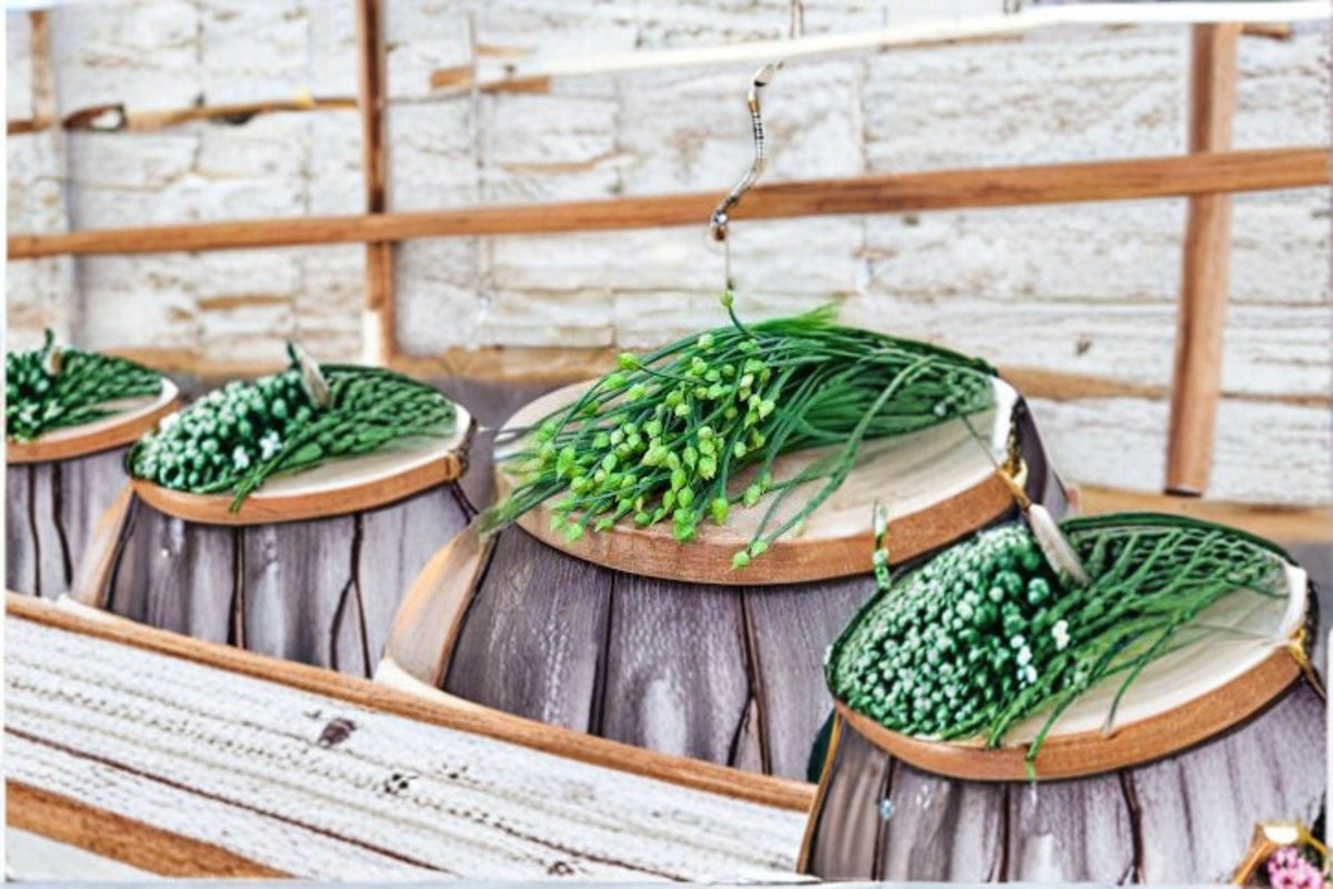 Flowering Chinese Leek Seeds - 100 Count - Edible Garlic Chive Type - Allium tuberosum - Asian Culinary & Pollinator Plant
