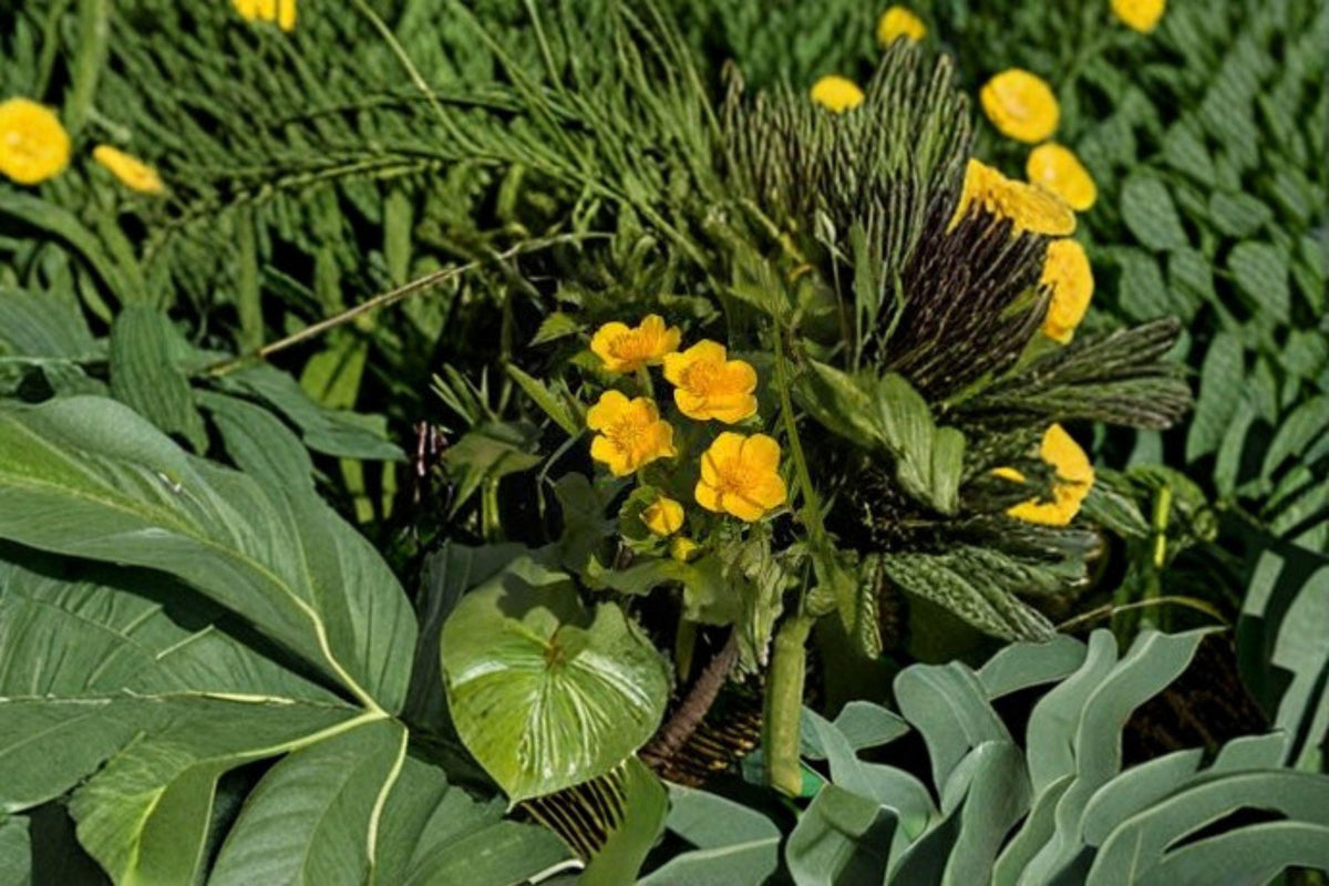 St. John's Wort Seeds - 500 Seeds - Great St. John's Wort - Hypericum pyramidatum - Yellow Perennial Wildflower for Pollinator Gardens