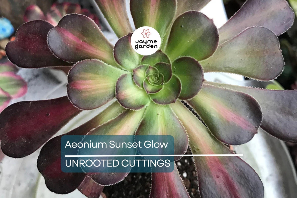 Aeonium Sunset Glow Cutting | 2.5" Head | Unique Succulent | Easy to Grow | Drought Tolerant | Aeonium spp.