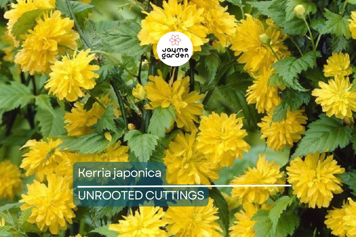 10 Unrooted Kerria Japonica Cuttings | Japanese Rose | Miracle Marigold | Easy to Root | Fresh 7" Cuttings for Landscaping