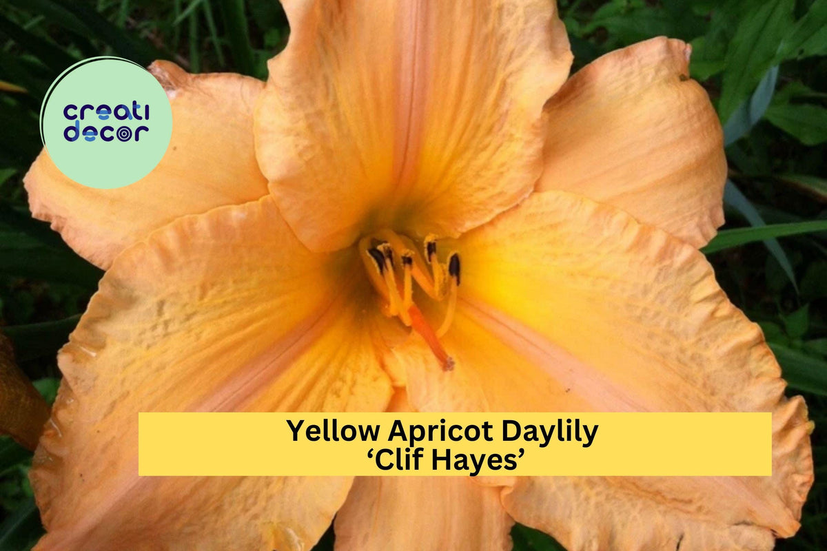 Yellow Apricot Daylily ‘Clif Hayes’ Bare Root Perennial Plant with Large 7.5" Summer Blooms