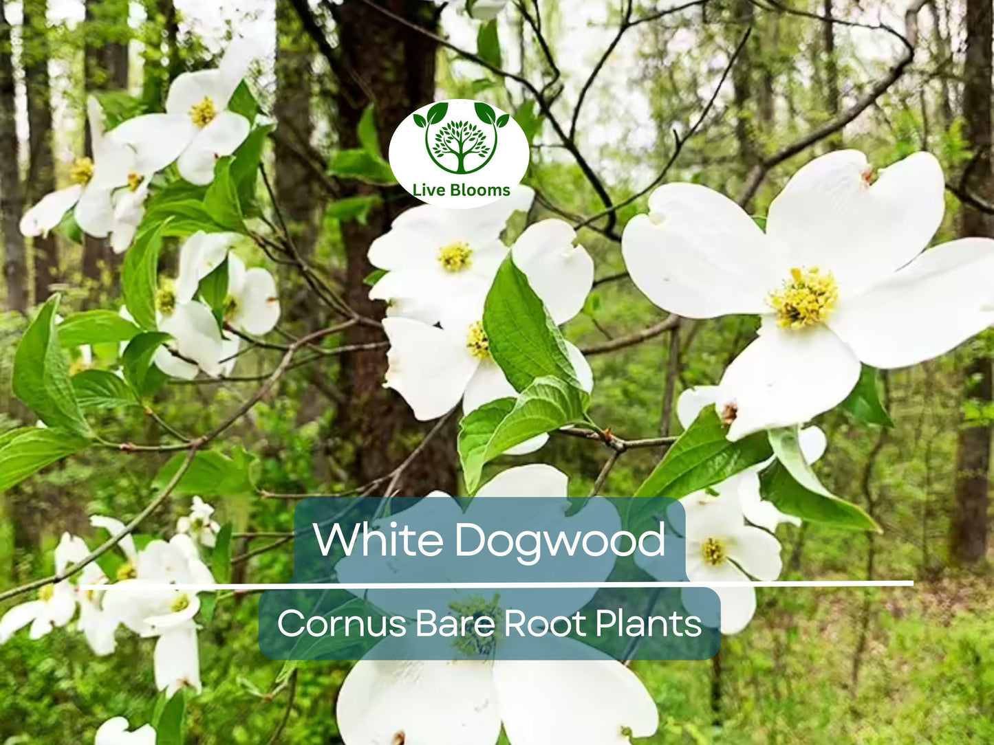 3 White Dogwood Trees Cornus florida 12–24" Bare Root Live Flowering Ornamental Trees Zones 5–9