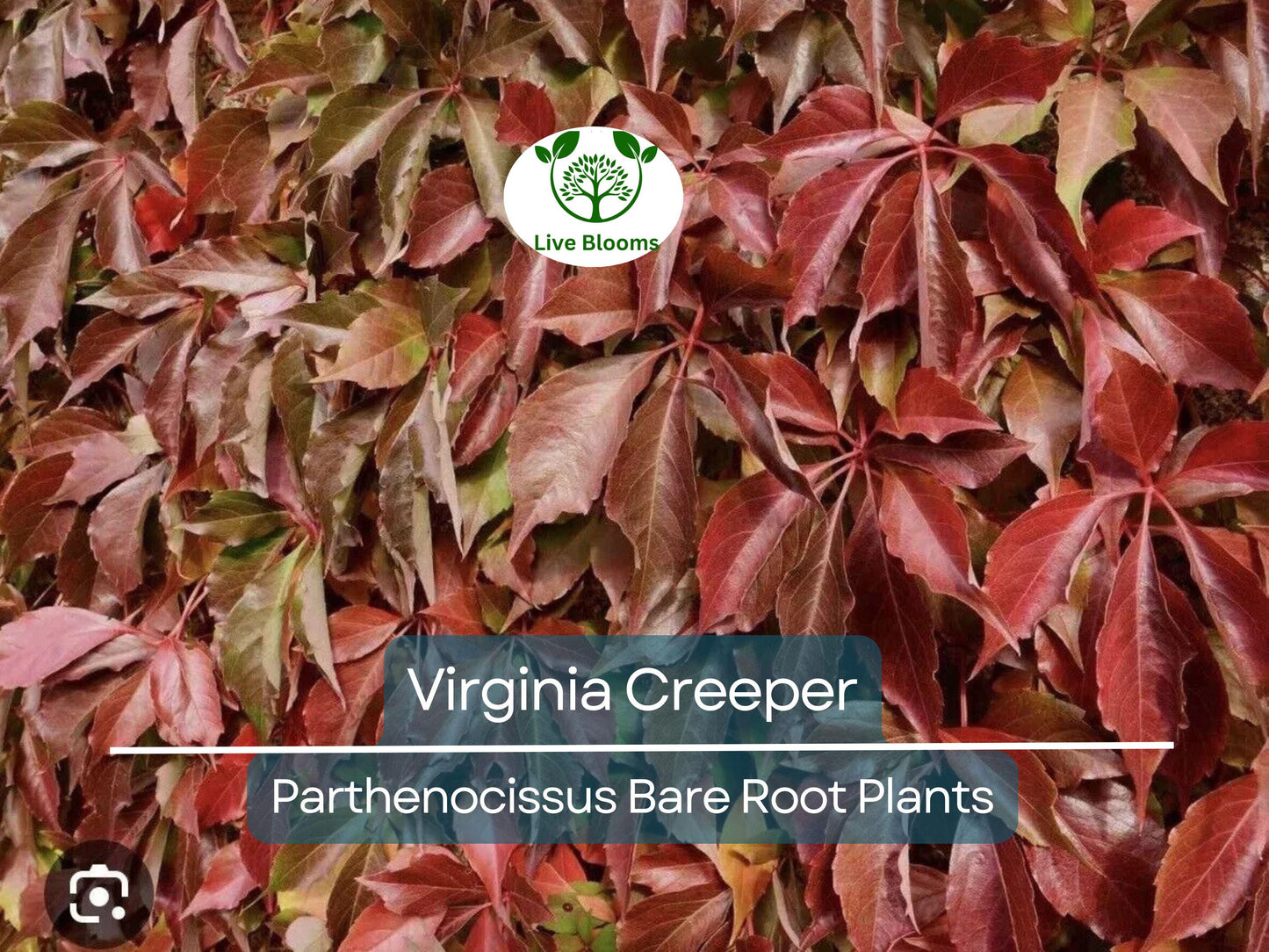 5 Virginia Creeper Vines Bare Root Plants – Fast-Growing Native Perennial Climber Parthenocissus quinquefolia