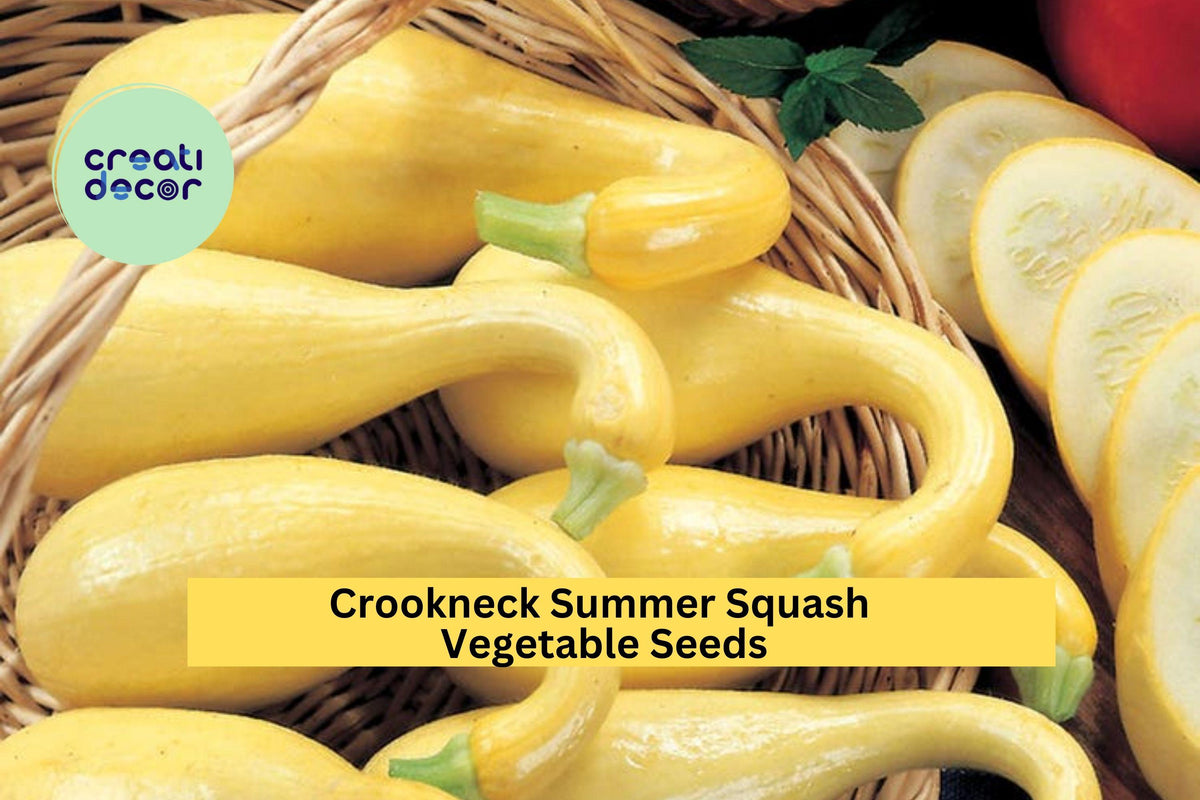 Early Summer Crookneck Squash Seeds - 3pcs of 10 Seeds, Cucurbita pepo, Bright Yellow Curved Summer Squash for Easy Gardening
