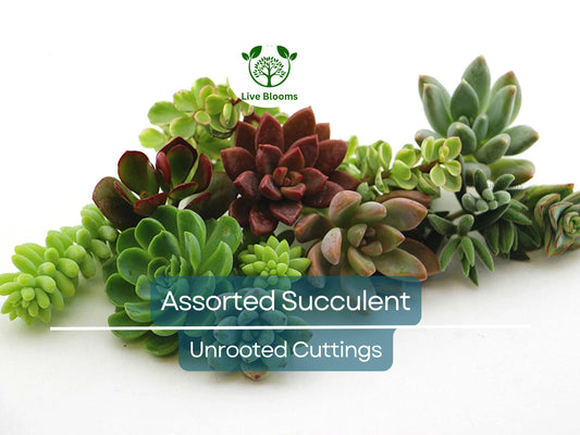 10 Assorted Succulent Cuttings for Terrariums, Dish Gardens & Mini Fairy Gardens - Echeveria, Crassula, Sedum & More