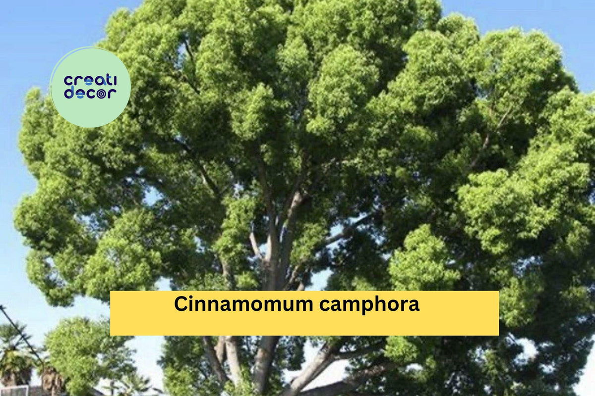 Lot of 2 Camphor Tree Seedlings 8–10 Inch Cinnamomum camphora Live Bare Root Trees for Planting