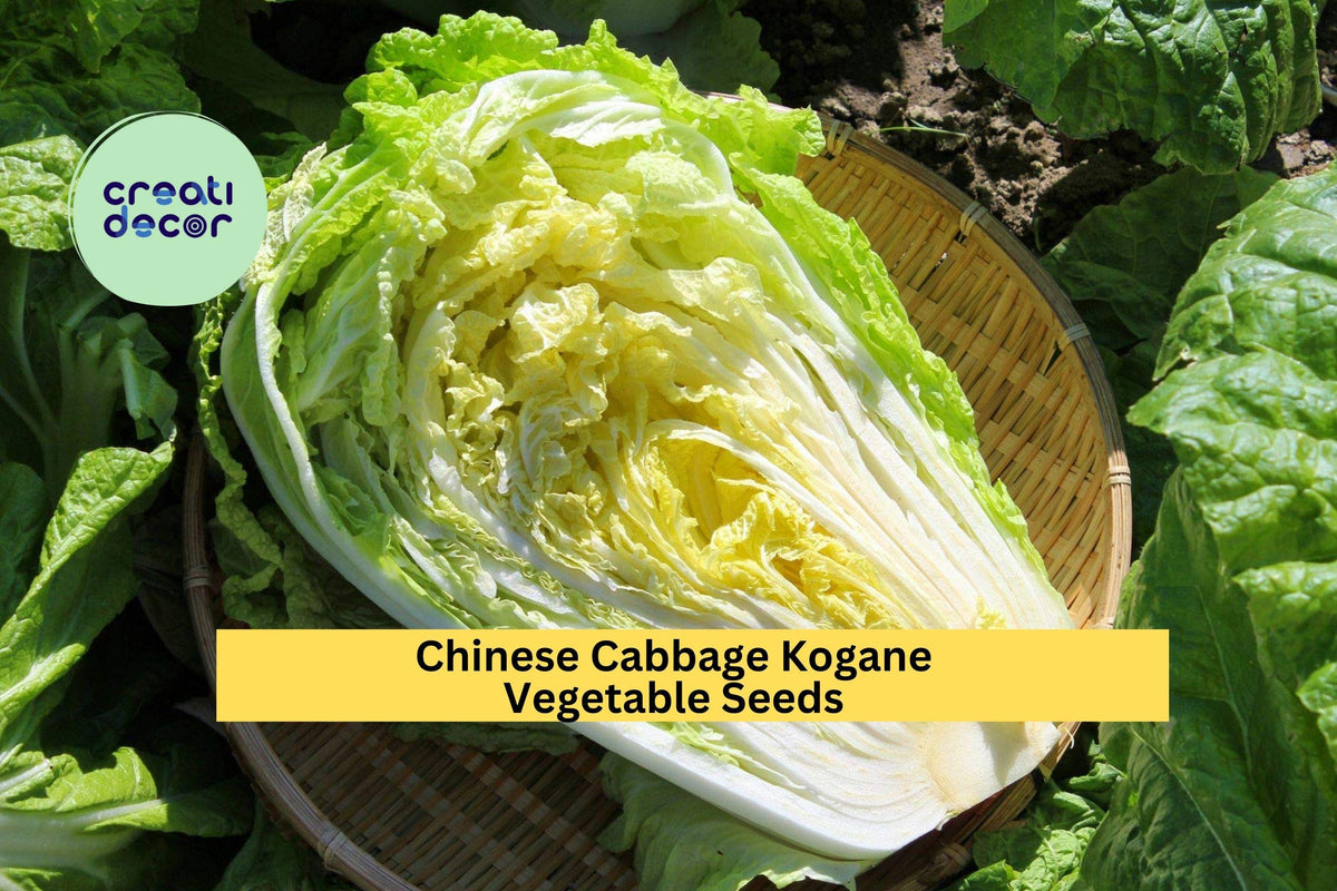 Kogane Chinese Cabbage Seeds 3pcs x 500mg - Brassica rapa subsp. pekinensis - Crisp Asian Greens for Garden & Container Planting