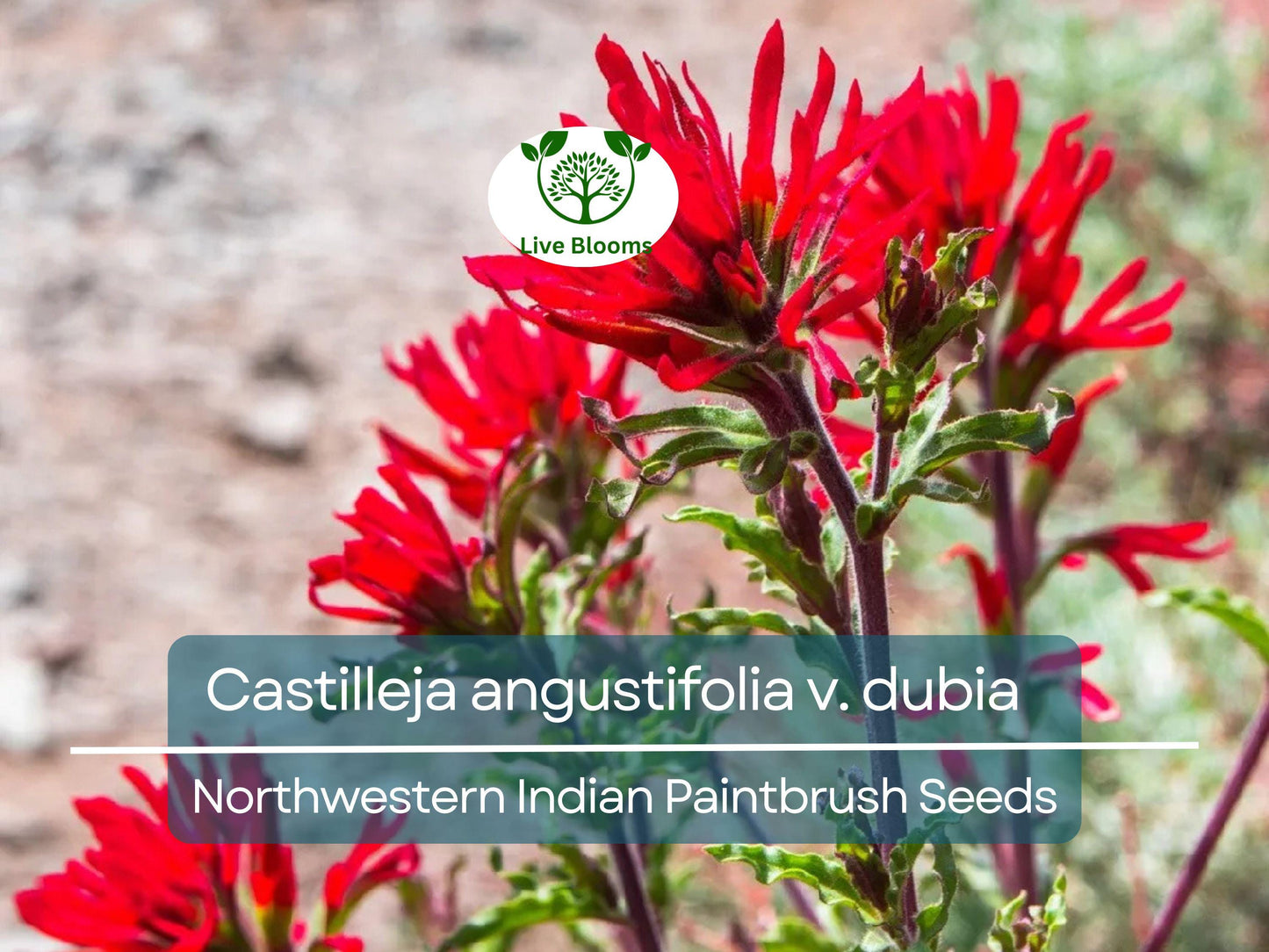300 Seeds Castilleja angustifolia v. dubia Northwestern Indian Paintbrush - Native Red Wildflower for Pollinator Gardens