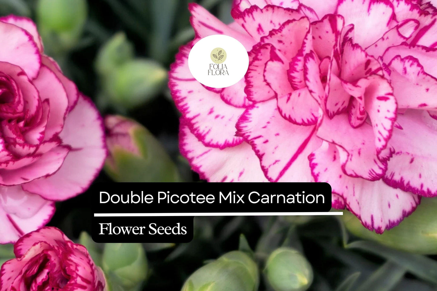 Double Picotee Mix Carnation (Dianthus caryophyllus) – Fragrant Multi-Color Blooms for Gardens & Arrangements