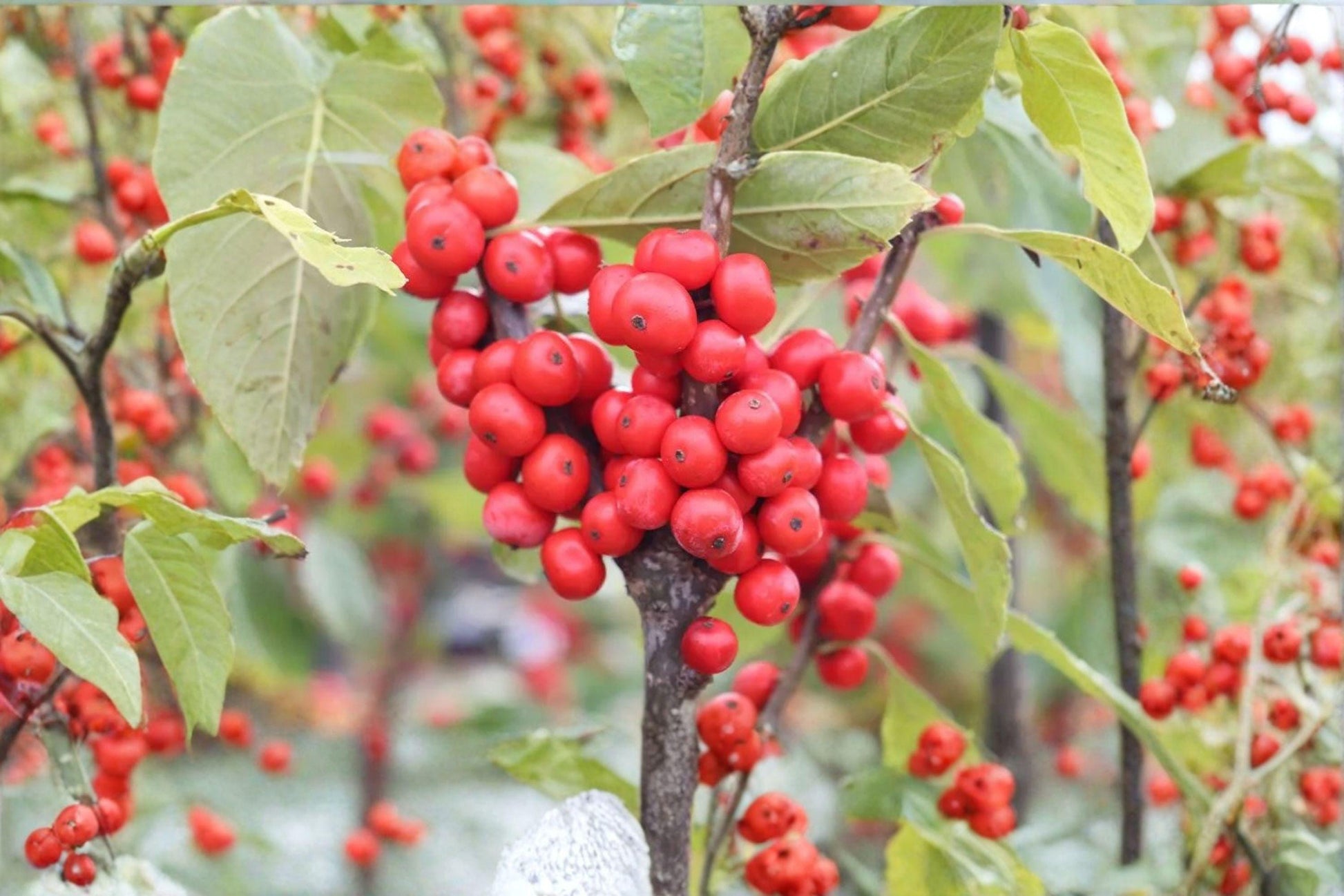 Winterberry Holly Seeds, Ilex verticillata, Red Berries, Deciduous Shrub for Wildlife Garden