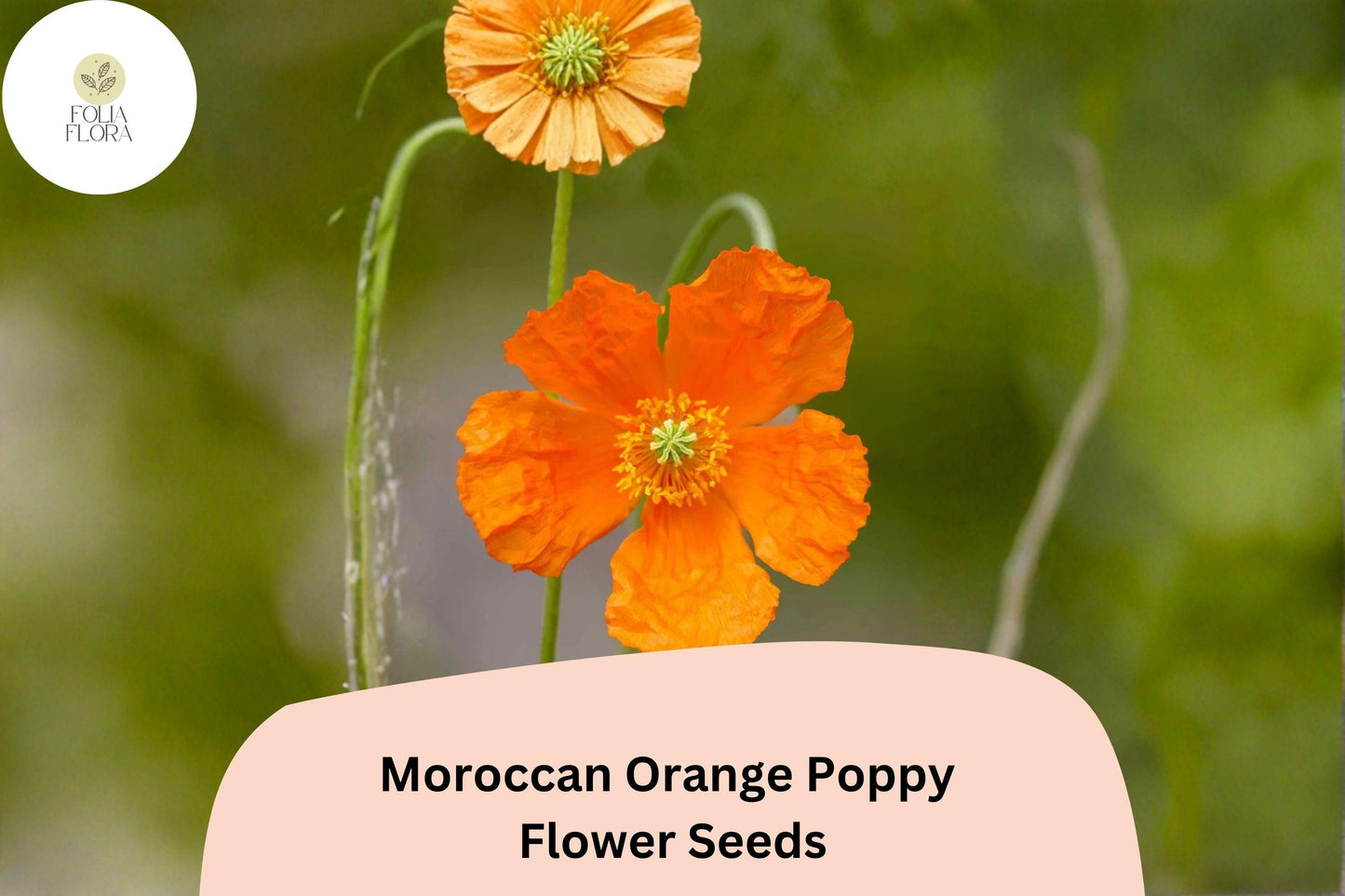 200+ Moroccan Orange Poppy Seeds – Vibrant Orange Blooms, Easy to Grow Perennial Wildflowers