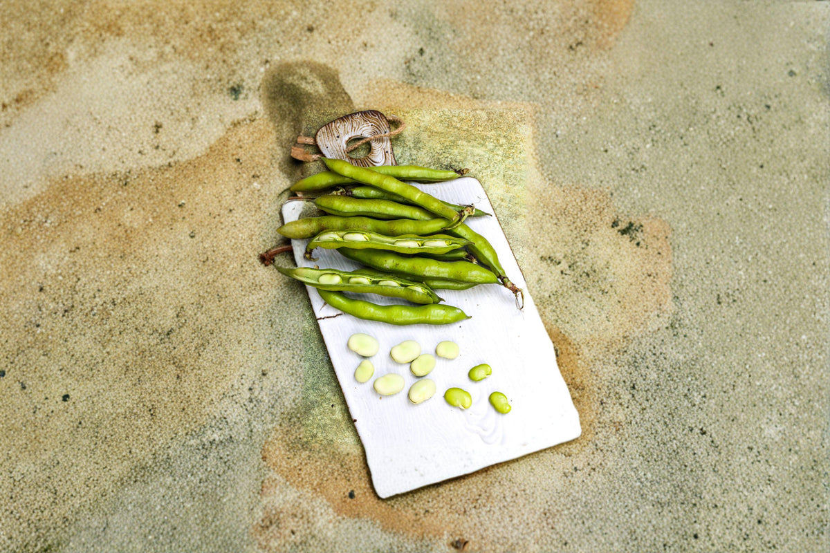 Fava Bean Seeds - 10 Heirloom Seeds - High Protein Cool-Season Vegetable - Vicia faba - Easy to Grow, Non-GMO Garden Legume