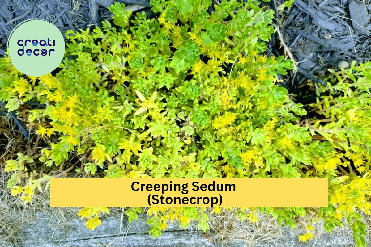Creeping Sedum Cuttings – 25 Live 1–3” Hardy Perennial Groundcover – Sedum spp. for Rock Gardens, Borders & Pots