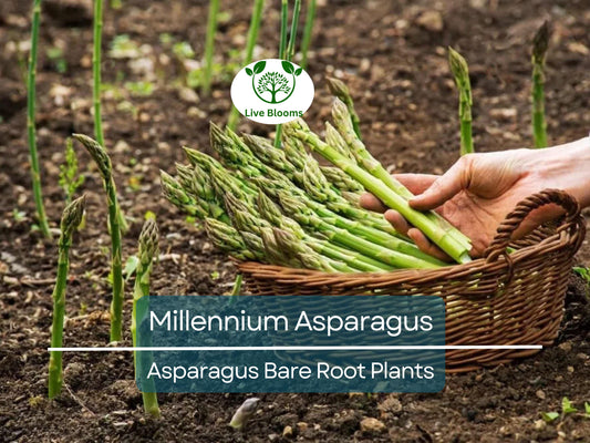10 Millennium Asparagus Plants - 2-Year Bare Root Crowns - Heirloom Non-GMO Perennial Vegetable
