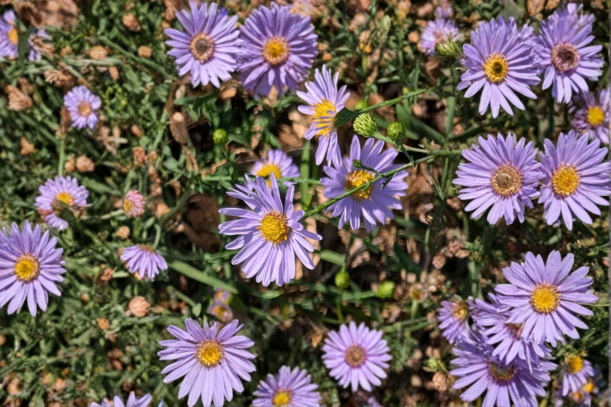 100 Smooth Blue Aster Seeds Symphyotrichum laeve Native Pollinator Wildflower for Bees & Butterflies