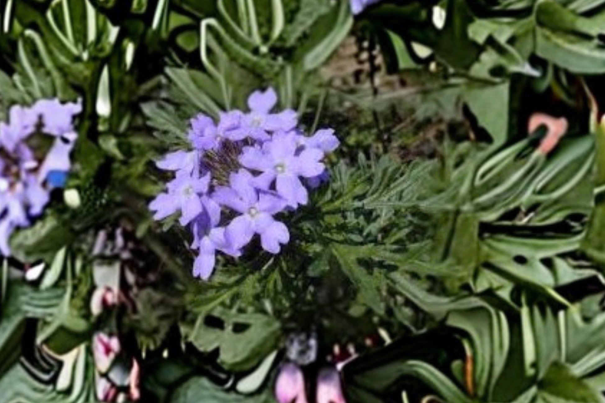 Glandularia bipinnatifida Seeds – Dakota Vervain, Native Purple Wildflower for Meadows & Dry Gardens, Perennial, Drought-Tolerant