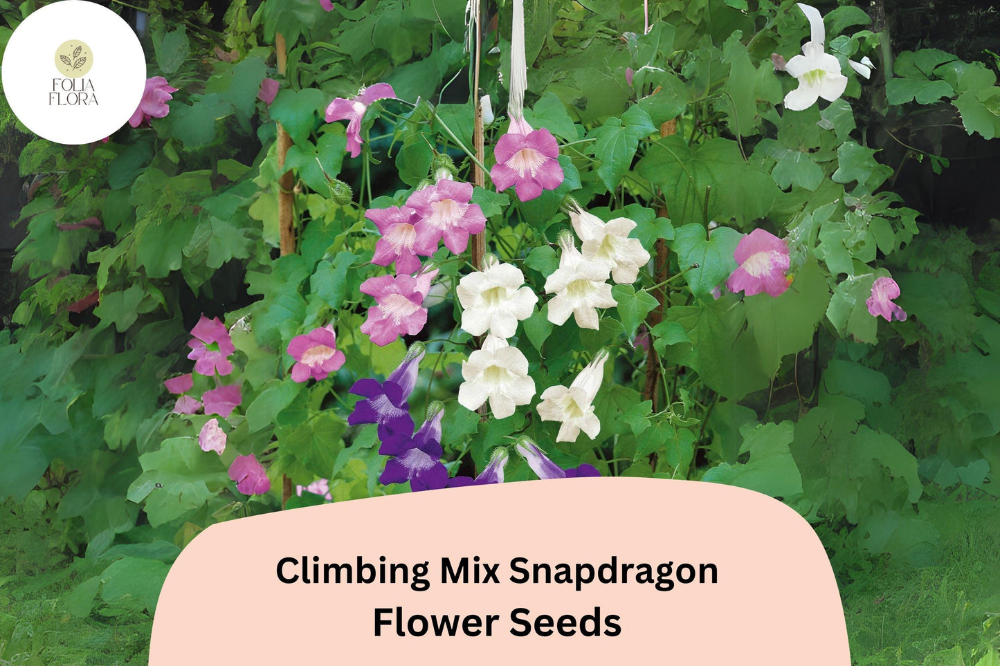 Climbing Mix Snapdragon Seeds (Antirrhinum majus) | 1000+ Seeds for Trellises & Vertical Gardens