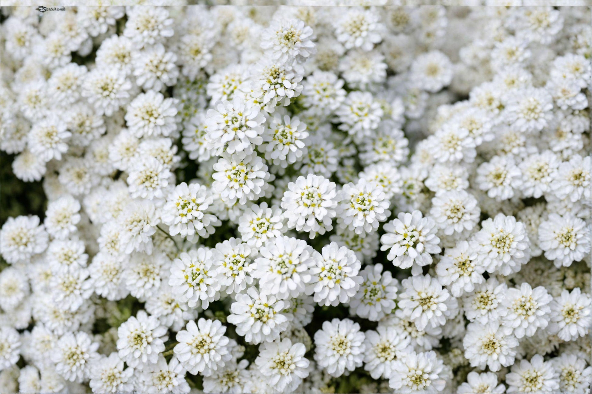 Empress Rocket Candytuft Seeds, White Annual Flower, Iberis amara, Cottage Garden, Pollinator-Friendly, 100 Seeds