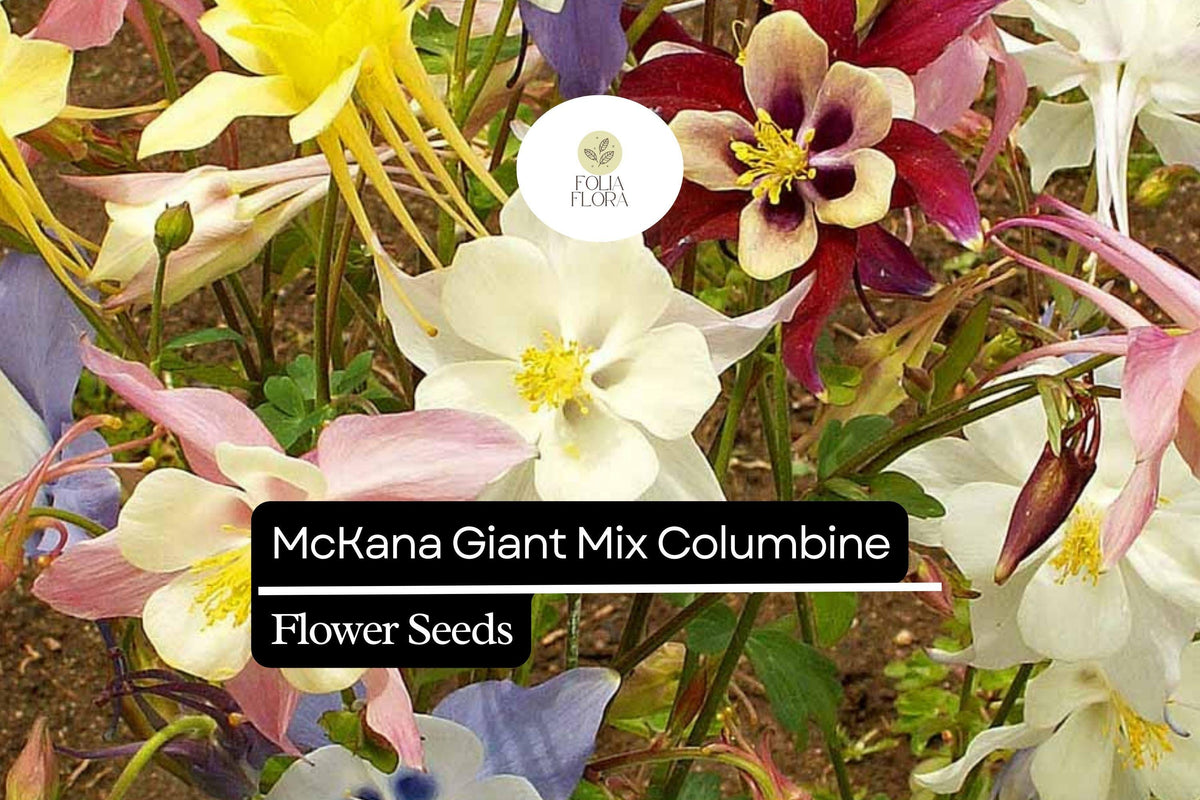 McKana Giant Mix Columbine Seeds | 100-2000 Seeds | Aquilegia caerulea | Colorful Perennial Blooms for Gardens