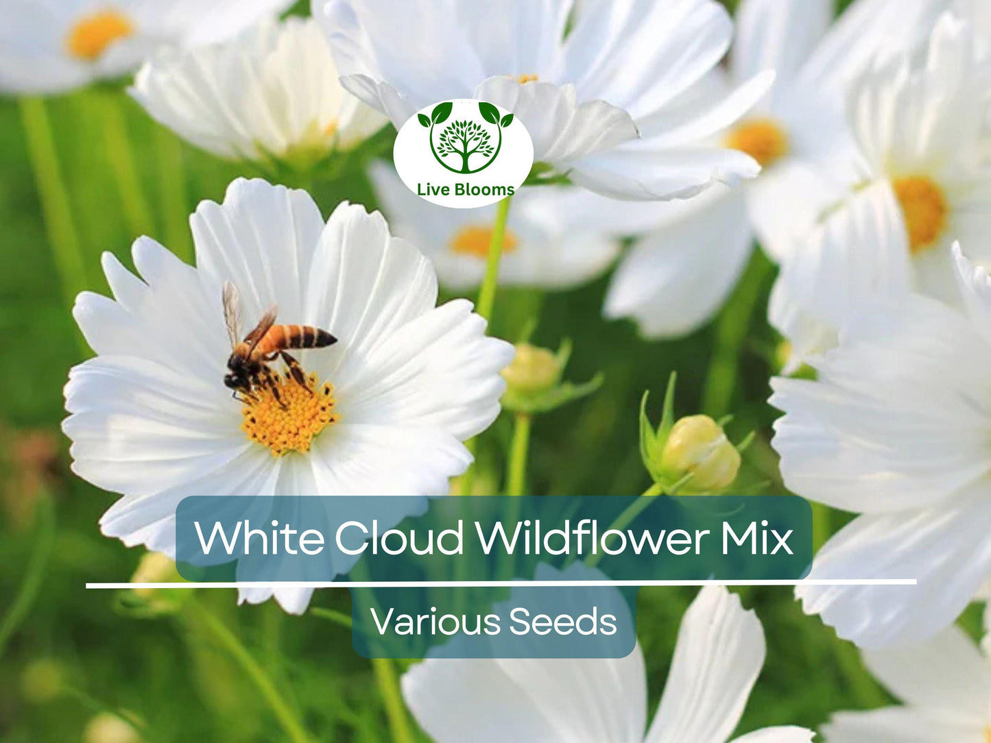 1000 Seeds White Cloud 9 Wildflower Mix – Heirloom Non-GMO White Blooms for Moon Gardens & Pollinators