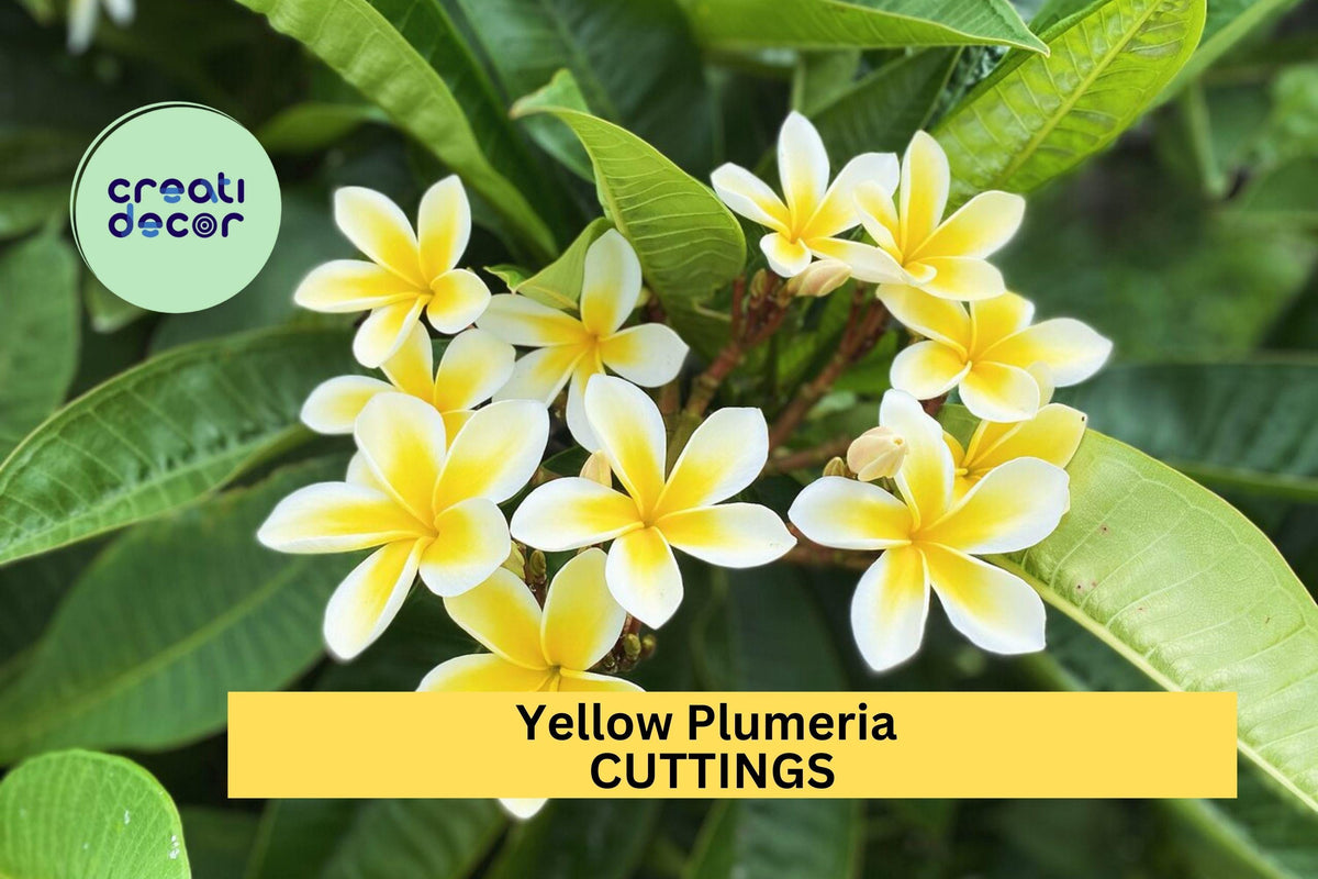Yellow Plumeria Cuttings 2 Pack | 10” Fresh Unrooted Frangipani Starters for Garden or Pot