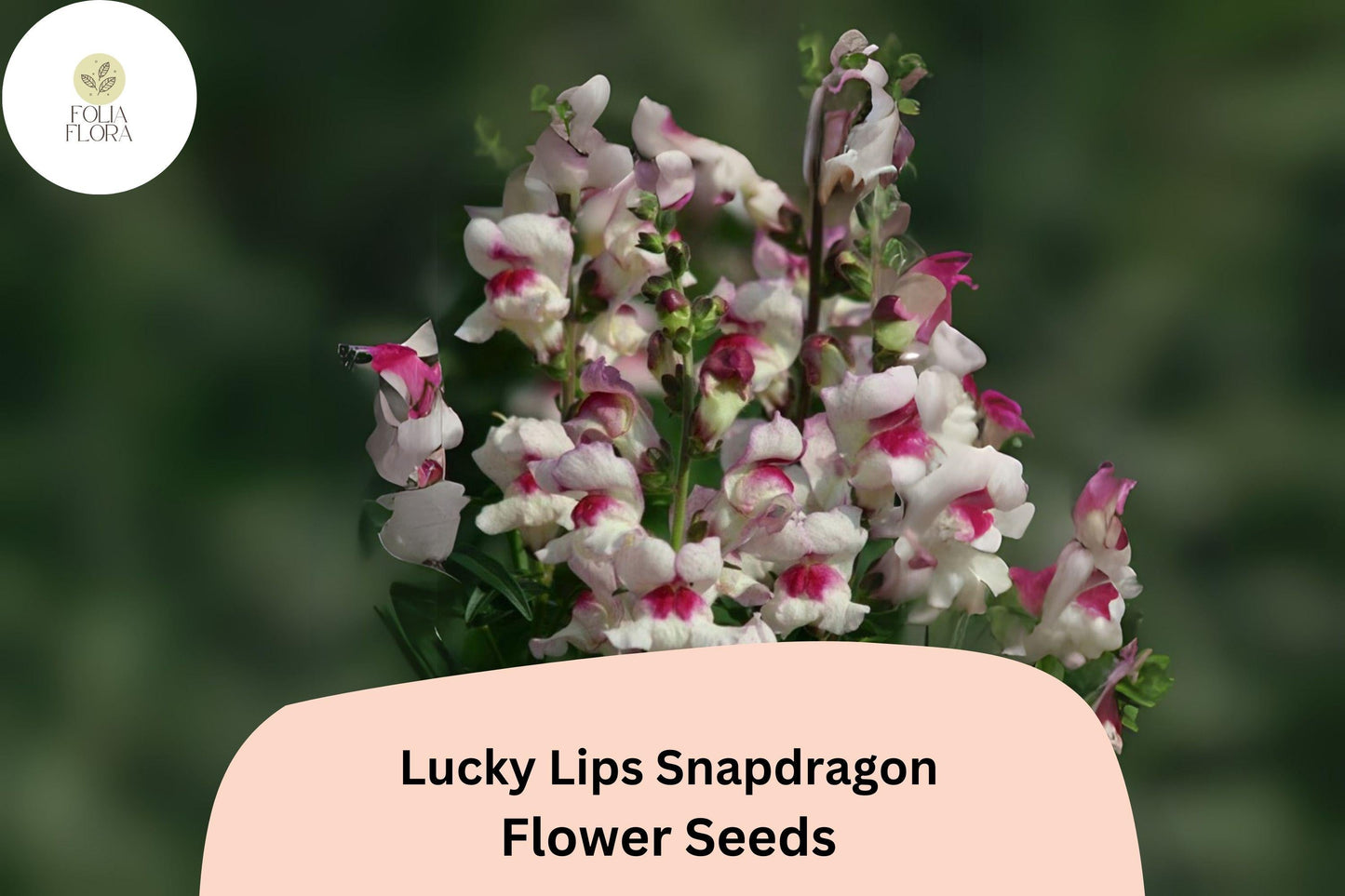 Antirrhinum majus Lucky Lips Snapdragon Seeds – 1000+ Bi-Color Blooms for Garden & Cut Flowers