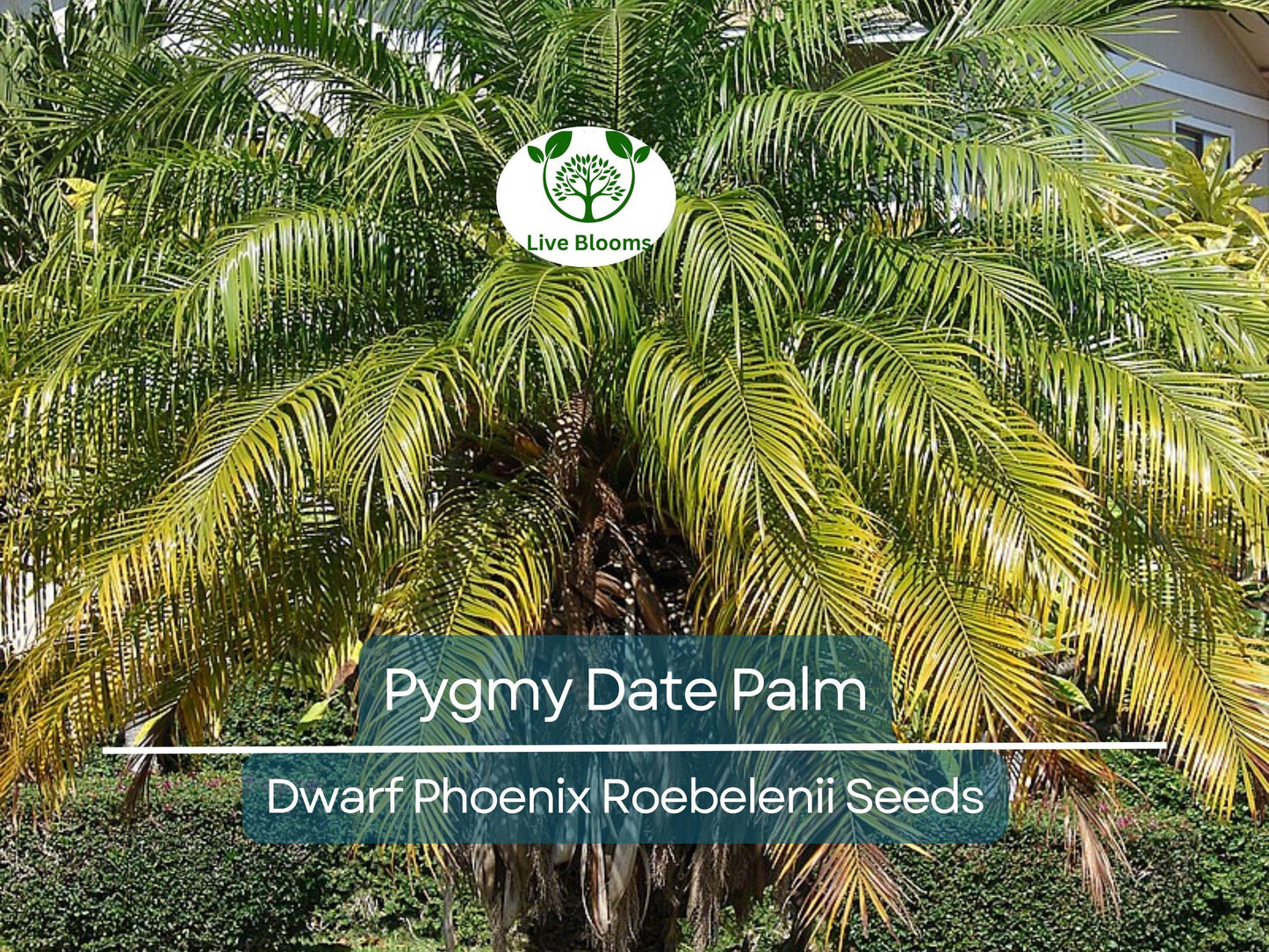 15 Pygmy Date Palm Seeds (Dwarf Phoenix Roebelenii) - Easy to Grow Indoor Tropical Palm