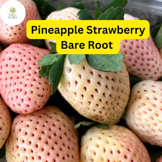 10 Bare Root Pineapple Strawberry Plants – Unique White Strawberries with Pineapple Flavor