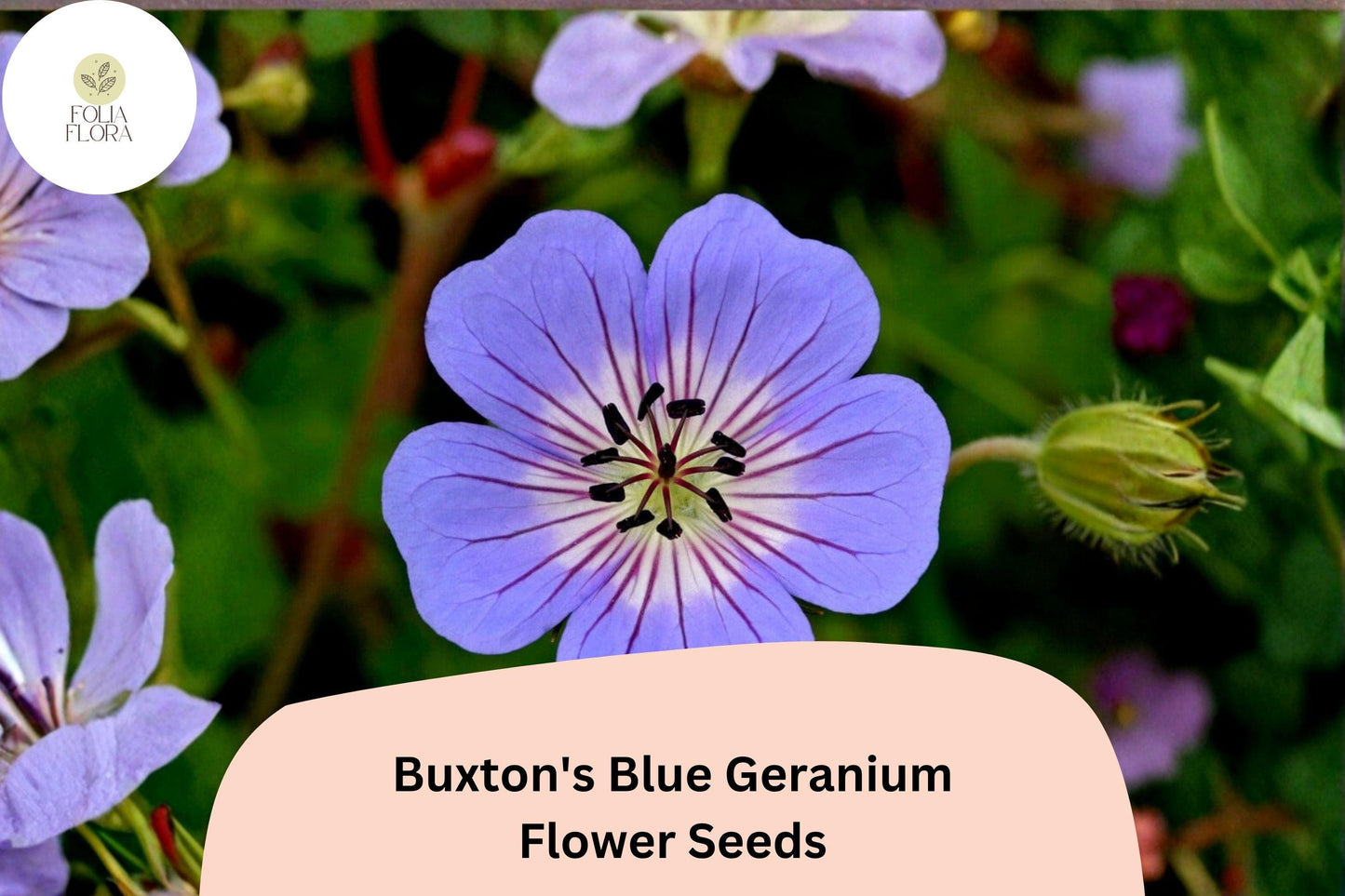 25+ Buxton’s Blue Geranium Seeds | Hardy Perennial with Blue-Violet Blooms | Long-Blooming Garden Flower