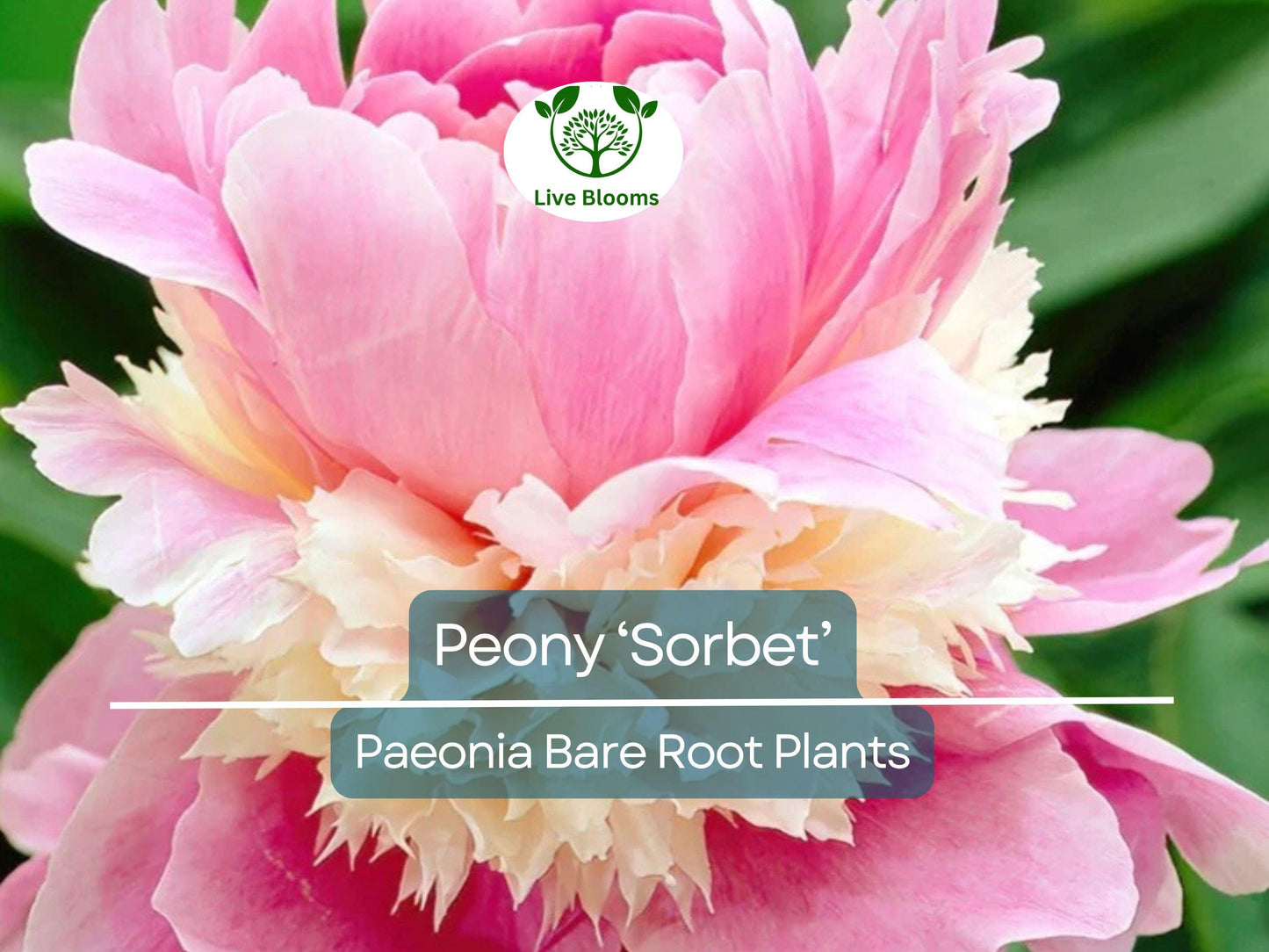 Peony ‘Sorbet’ Bare Root Plant – Organic Perennial with Fragrant Pink & White Double Blooms