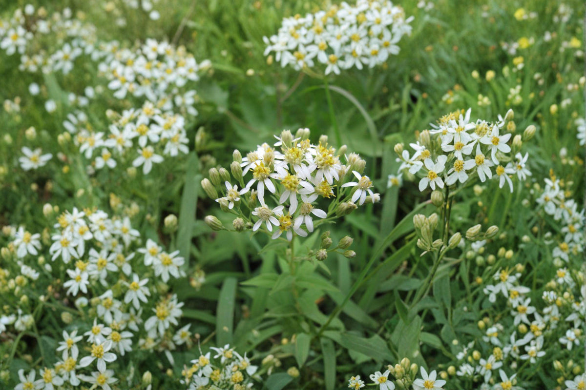 Flat-topped Aster Seeds | 100 Seeds | Native White Wildflower | Doellingeria umbellata | Pollinator Garden Plant