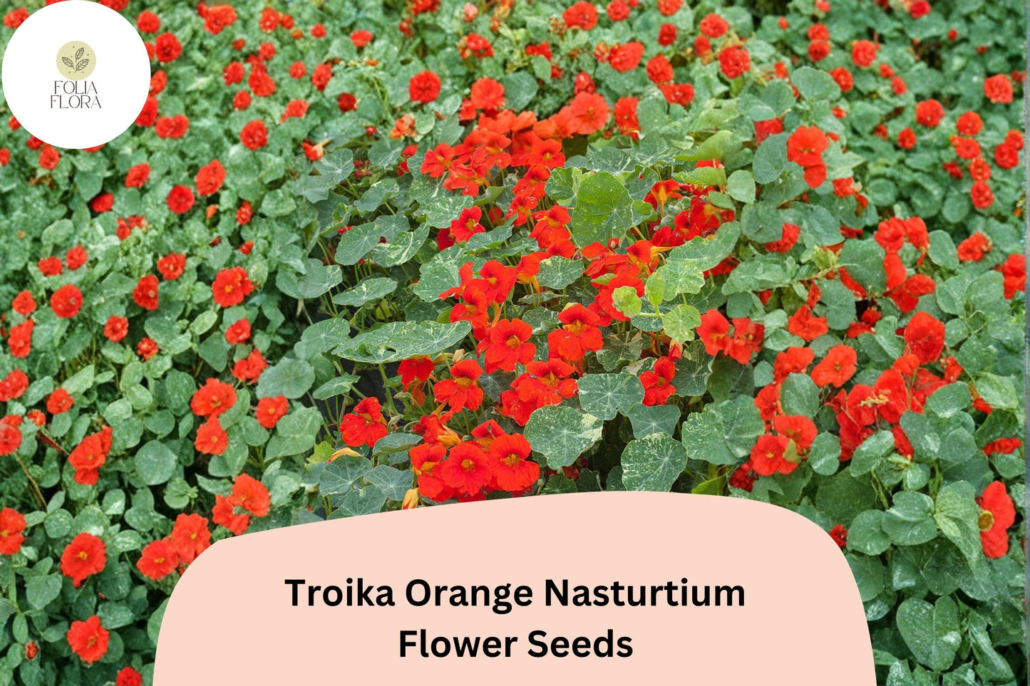 50+ Troika Orange Nasturtium Seeds | Bright Orange Blooms | Trailing Annual for Garden Borders & Containers