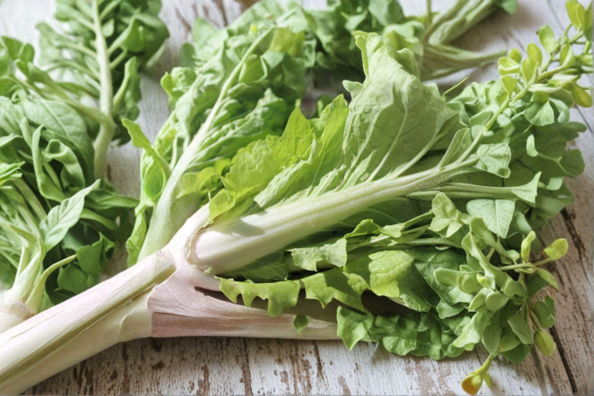 Chinese Cabbage Seeds - Kogane 150 Count | Asian Napa Cabbage | Sweet, Crisp, Compact | Brassica rapa subsp. pekinensis