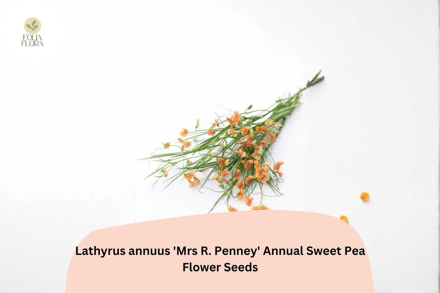 50+ Mrs R. Penney Sweet Pea Seeds | Soft Pastel Annual Lathyrus annuus for Garden Borders & Cut Flowers