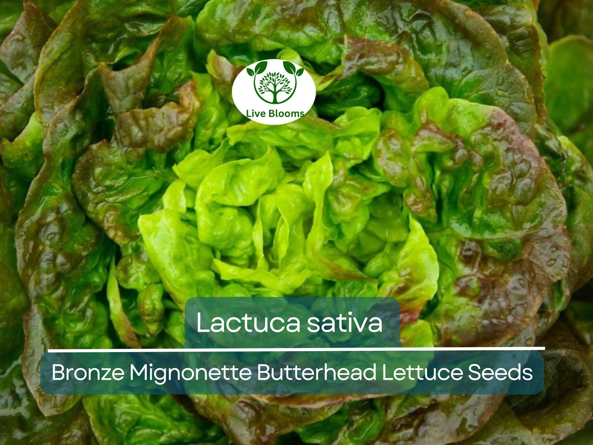 Bronze Mignonette Butterhead Lettuce Seeds - 700 Heirloom Seeds (Lactuca sativa) for Easy Planting & Fresh Harvests