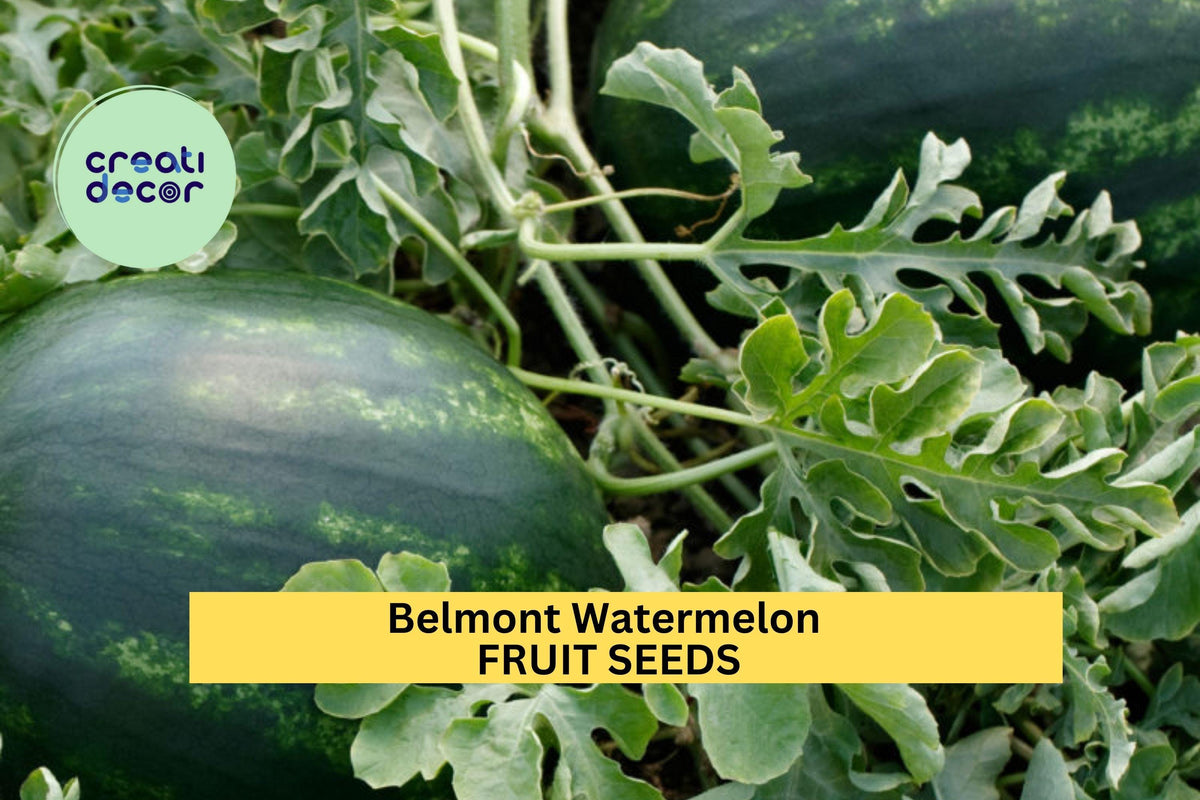 Belmont Watermelon Seeds - 50+ High-Yield Sweet Red-Fleshed Melons - Citrullus lanatus - Ideal for Summer Gardens