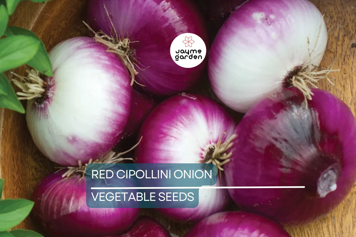 25 Red Cipollini Onion Seeds - Non-GMO Heirloom, Sweet Flat Onions, Allium cepa, USA Grown for Roasting & Pickling