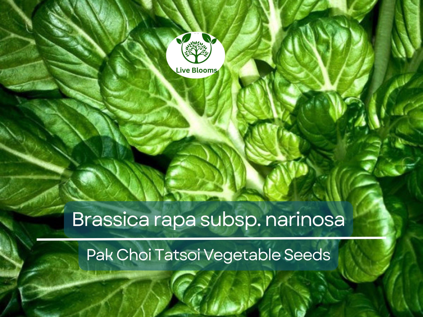 250 Pak Choi Tatsoi Seeds - Heirloom Asian Greens for Gardening & Stir-Fry