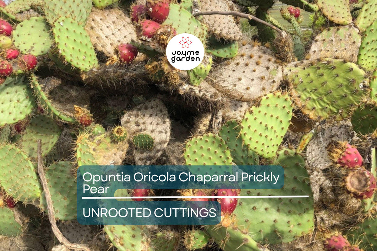 Opuntia Oricola Chaparral Prickly Pear Cactus Pad Cutting | 5-7" | Drought-Tolerant | Easy to Root | Coastal Los Angeles Origin