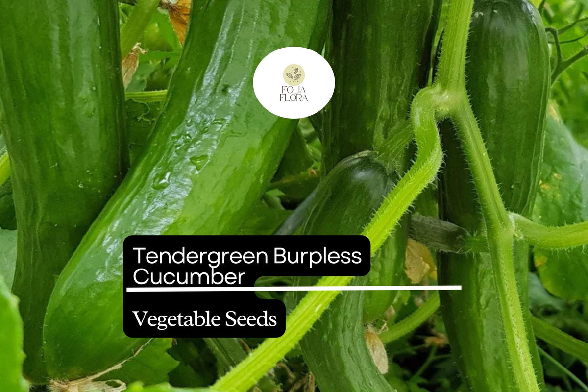 50 Seeds Tendergreen Burpless Cucumber - Sweet, Non-Bitter, Crisp Cucumis sativus for Salads & Slicing
