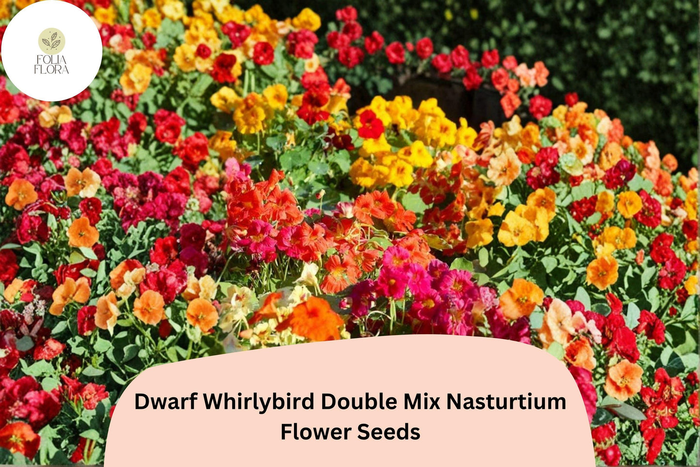 50+ Dwarf Whirlybird Double Mix Nasturtium Seeds | Compact Double Blooms in Red, Orange, Yellow & Peach