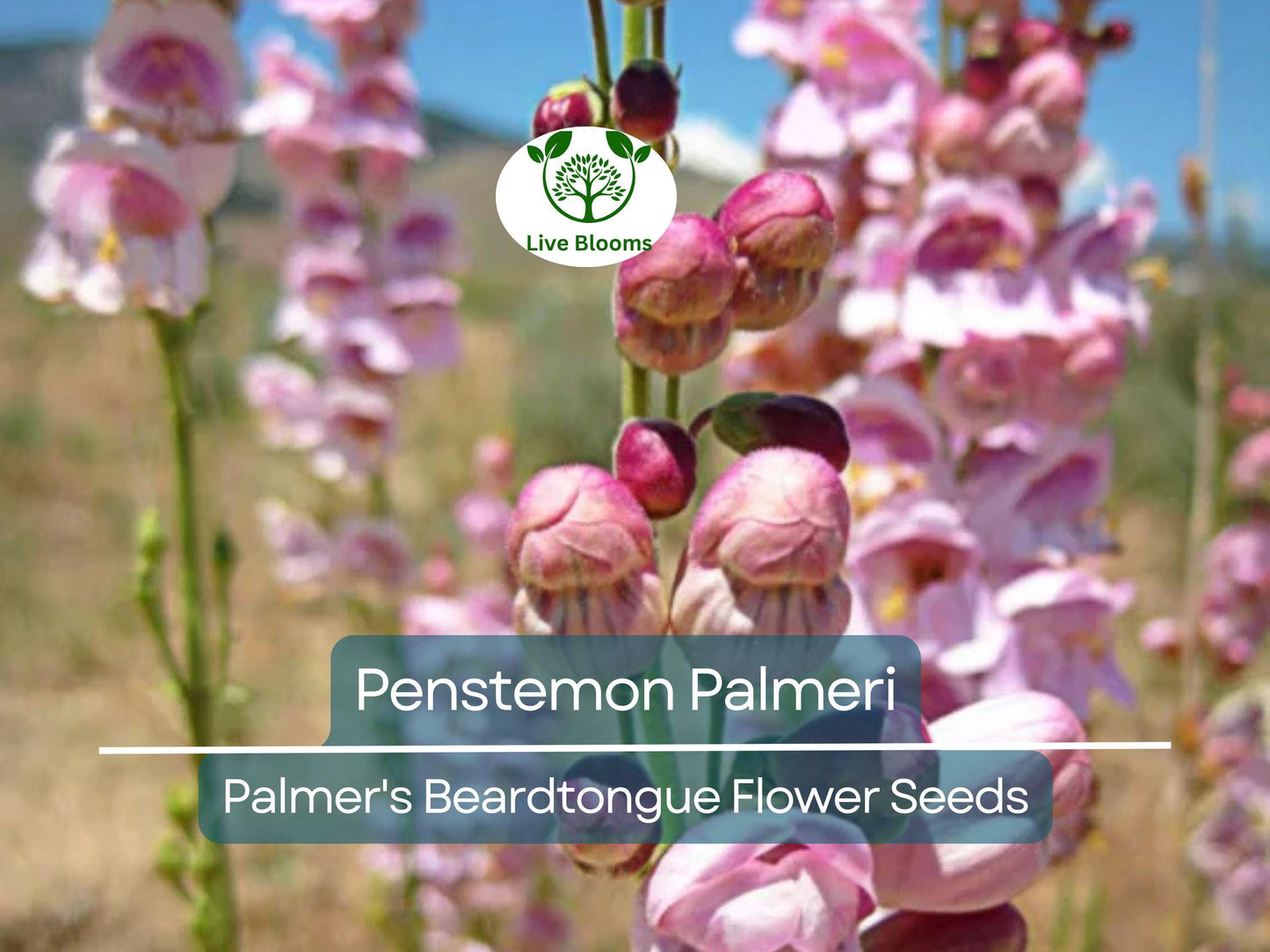 100 mg Penstemon Palmeri Seeds - Fragrant Native Wildflower for Dry, Rocky Soils & Pollinator Gardens
