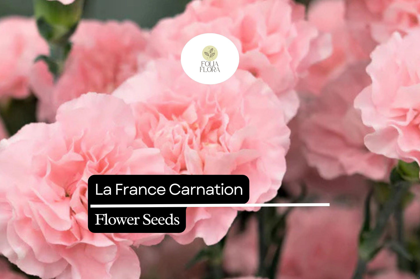 La France Carnation (Dianthus caryophyllus) – Elegant Pink Fragrant Blooms for Gardens & Arrangements