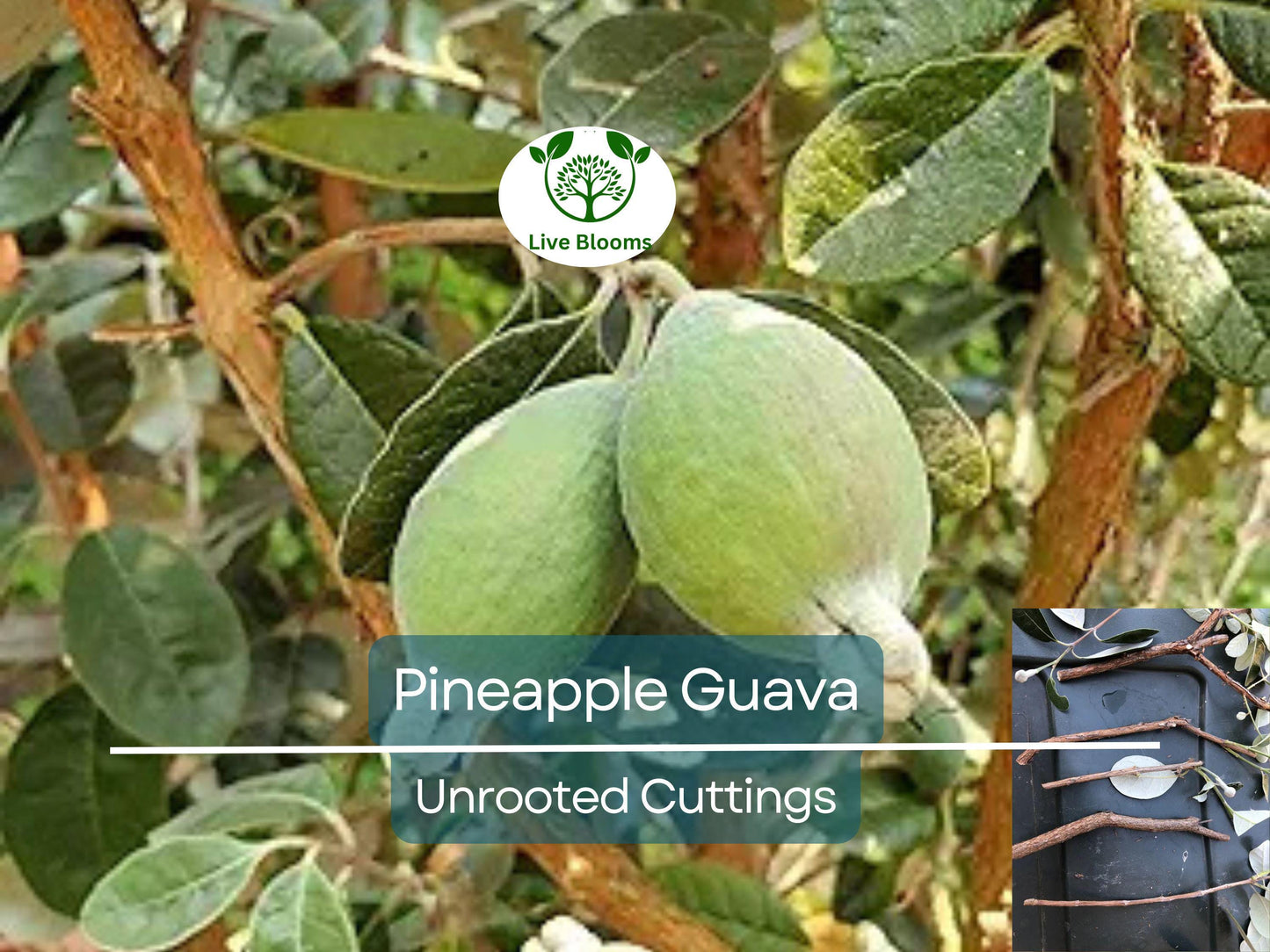 4 Unrooted Pineapple Guava Tree Cuttings 6-8" for Propagation – Feijoa sellowiana Tropical Fruit
