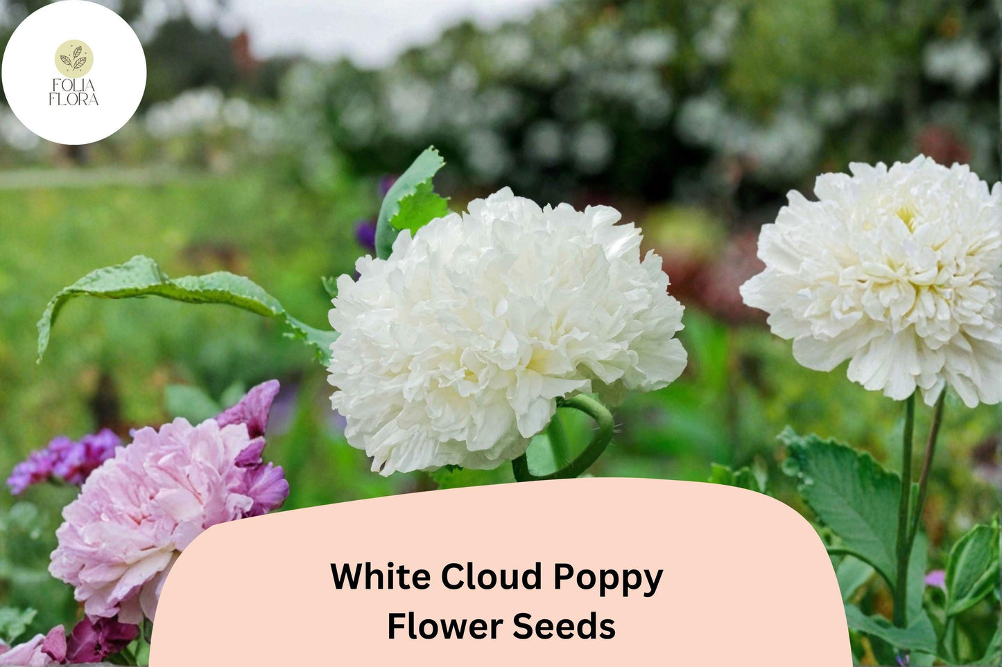200+ White Cloud Poppy Seeds – Pure White Blooms, Easy to Grow Annual Wildflower for Full Sun Gardens