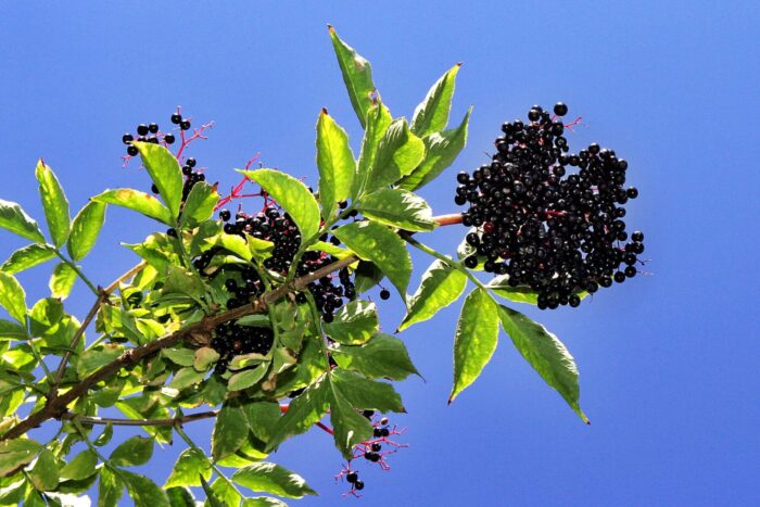 Rooted Black Elderberry Cuttings – Sambucus nigra Live Shrubs for Hedgerows, Wildlife, Borders, Gardens